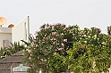 Kanary_2010 037